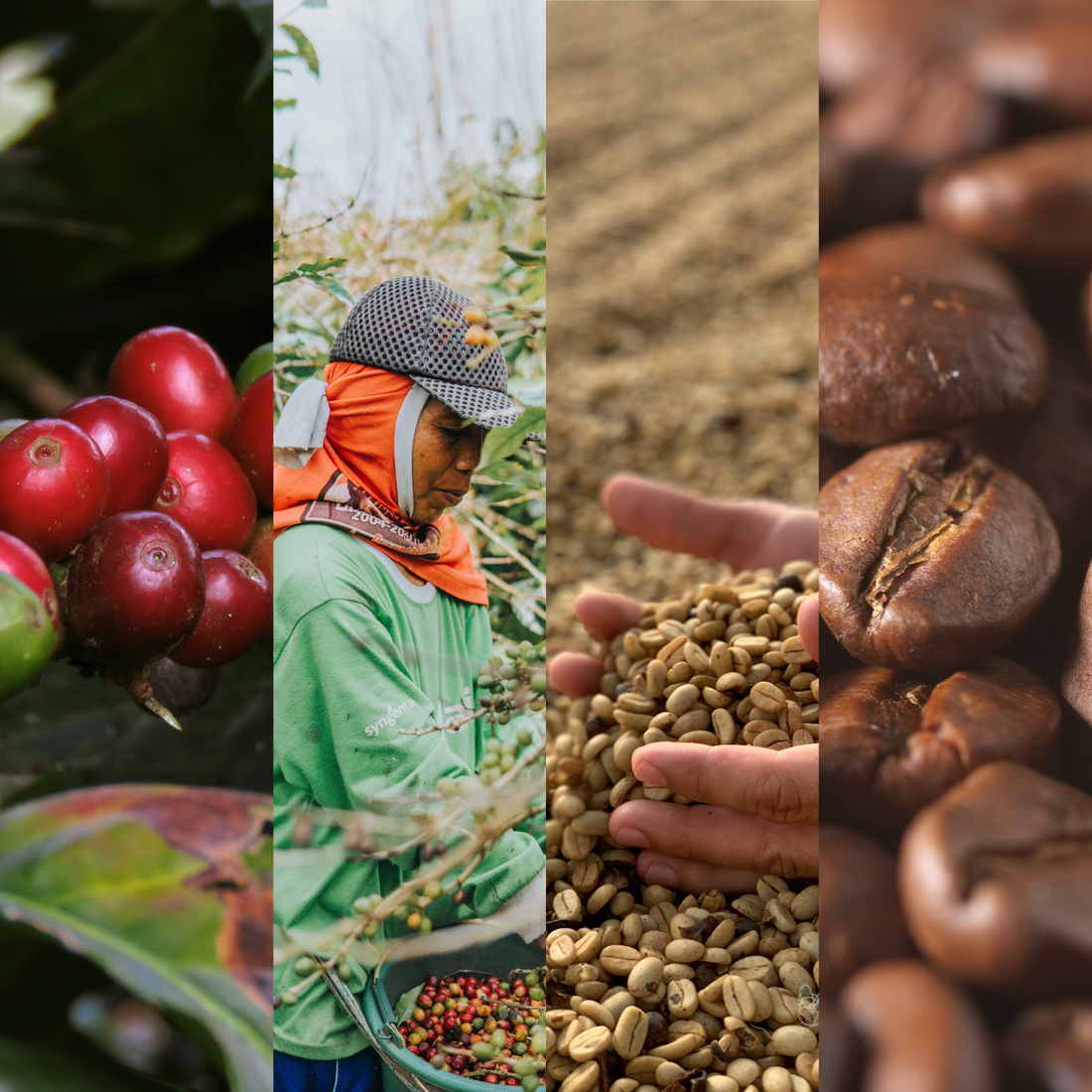 Image of coffee timeline from cherry to roasted beans