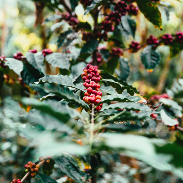 Coffee Plant