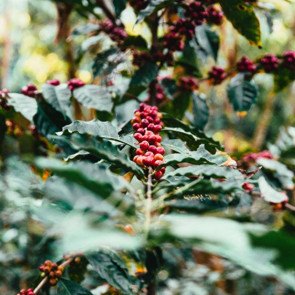 Coffee Plant 