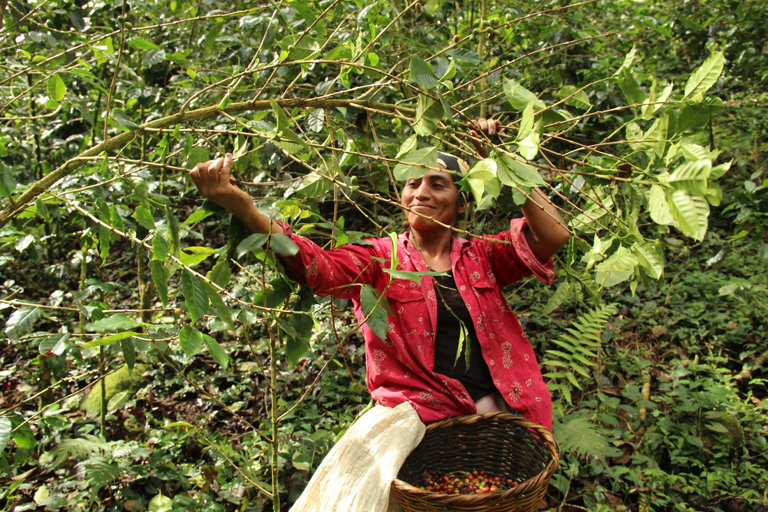 woman harvesting coffee cherries