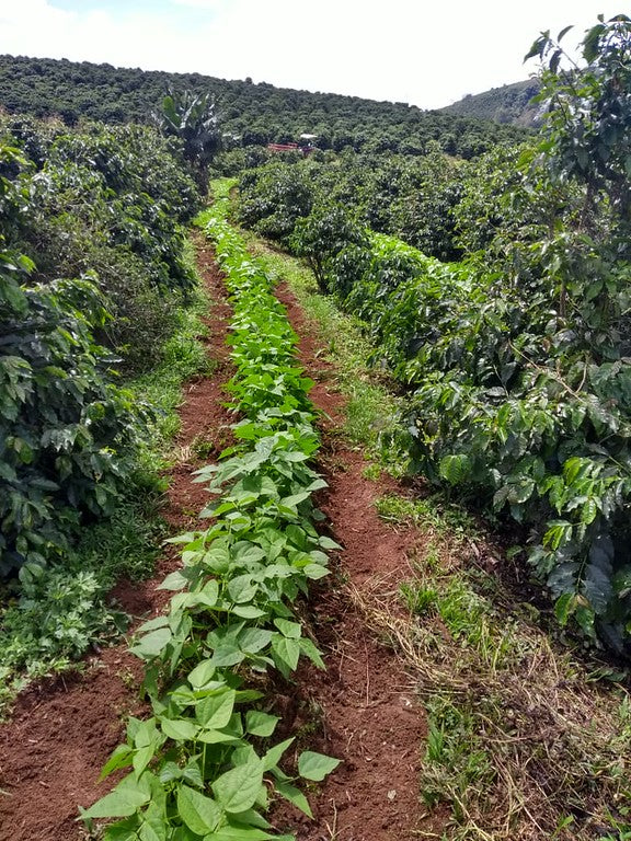 Image of coffee plants