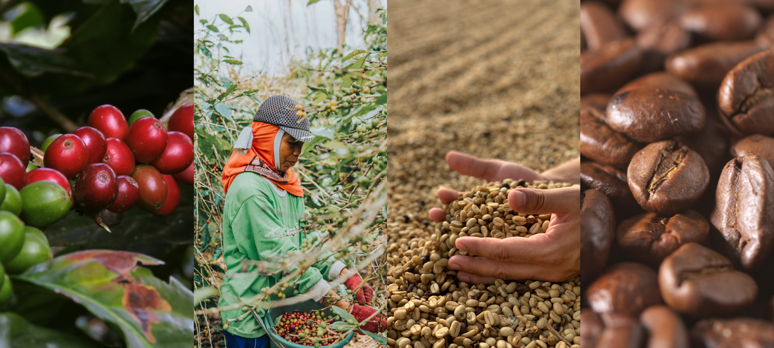 Image of coffee timeline from cherry to roasted beans