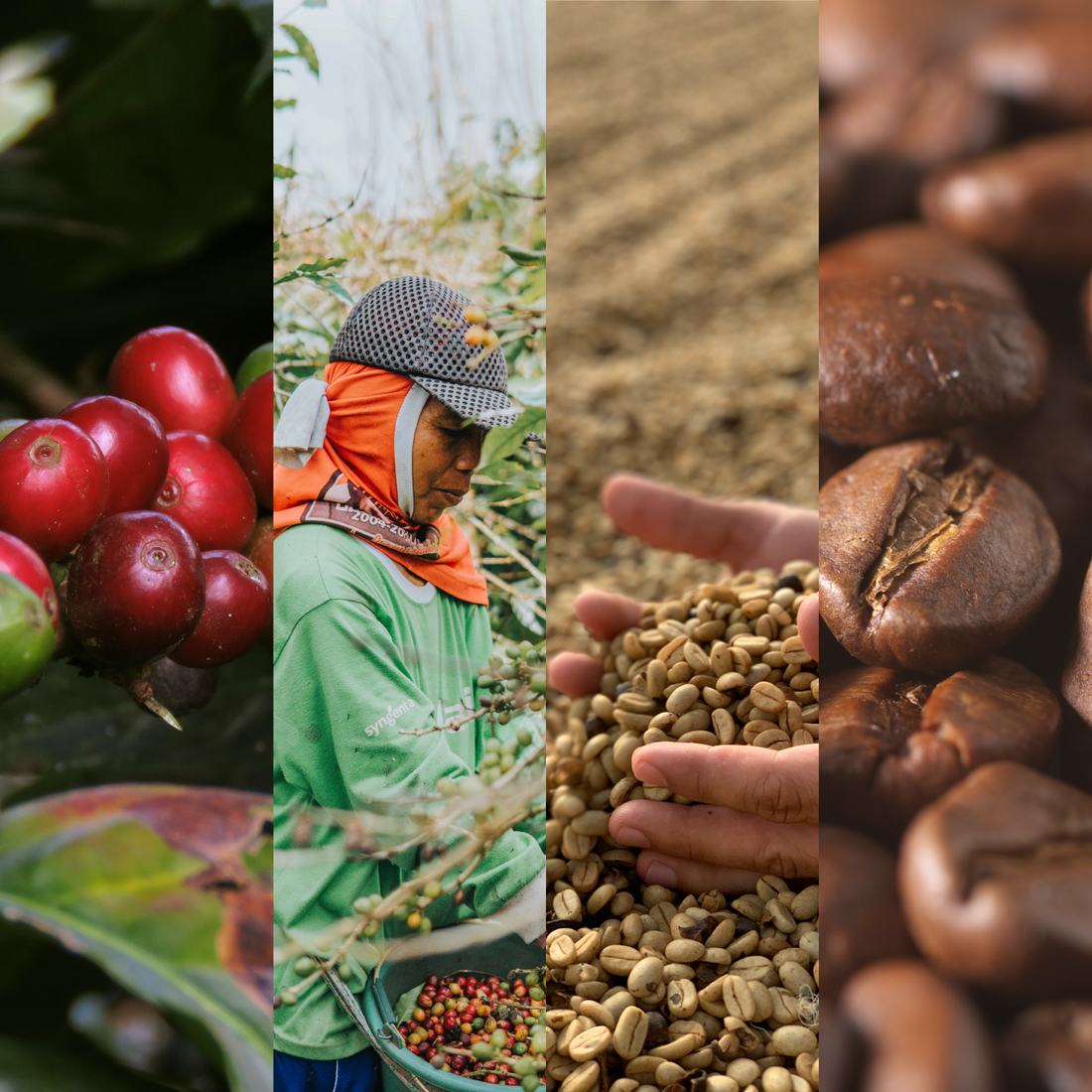 Fair Trade, Certified Organic, Shade Grown Coffee – Just Coffee Cooperative