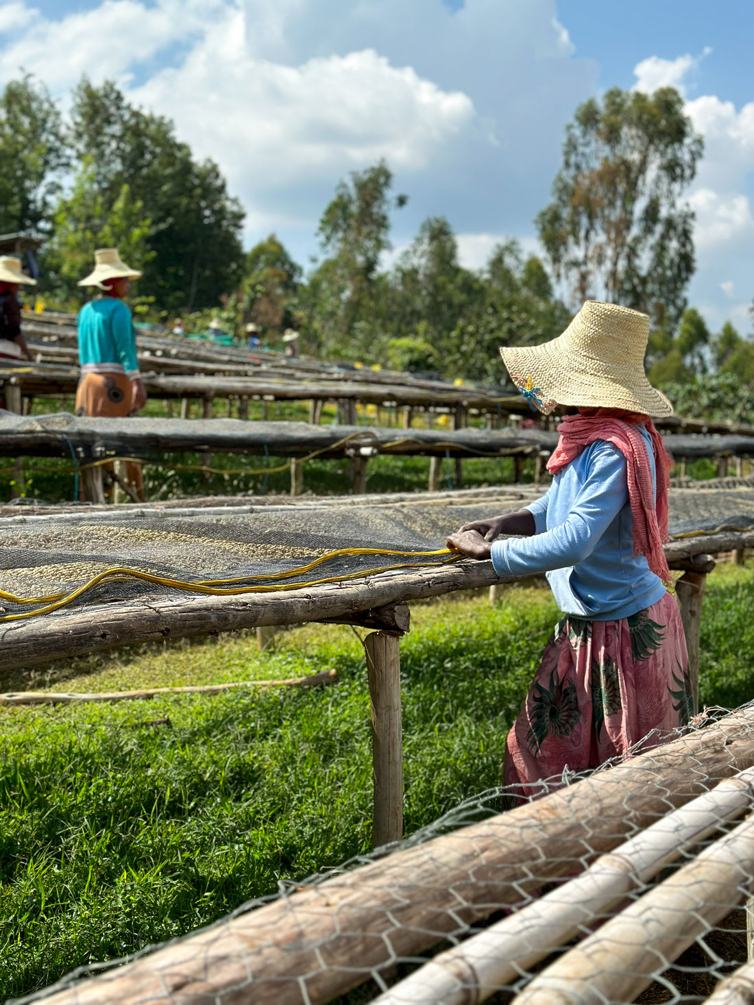 Coffee_farmer_working_drying_rack