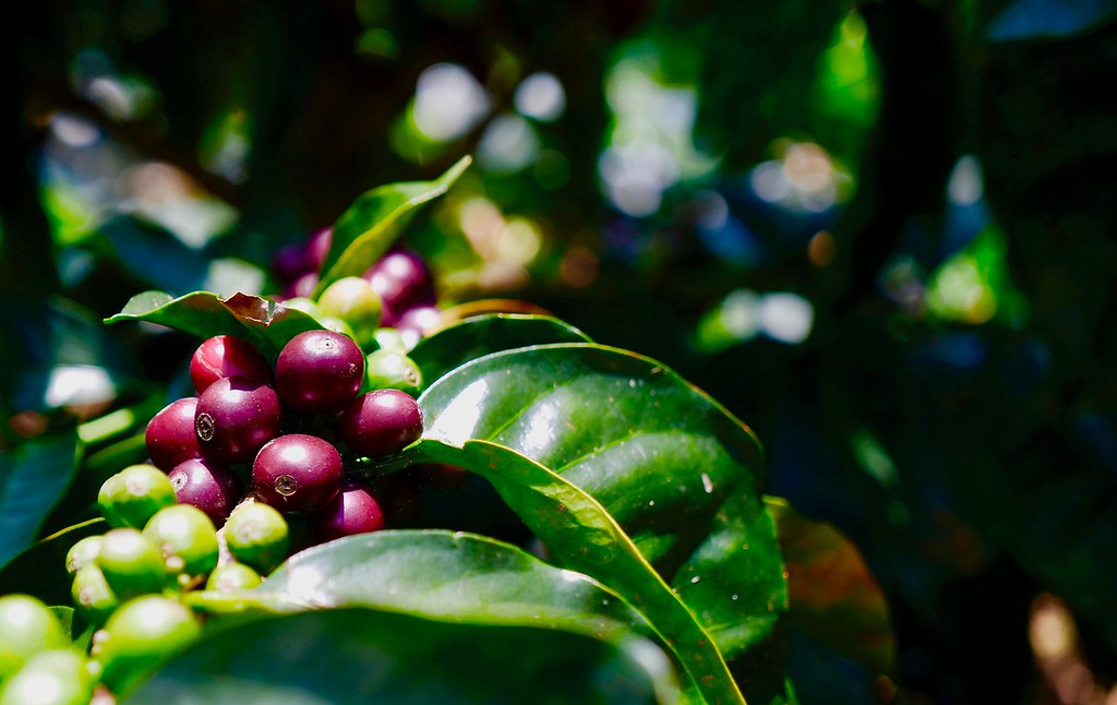 Coffee Plant 