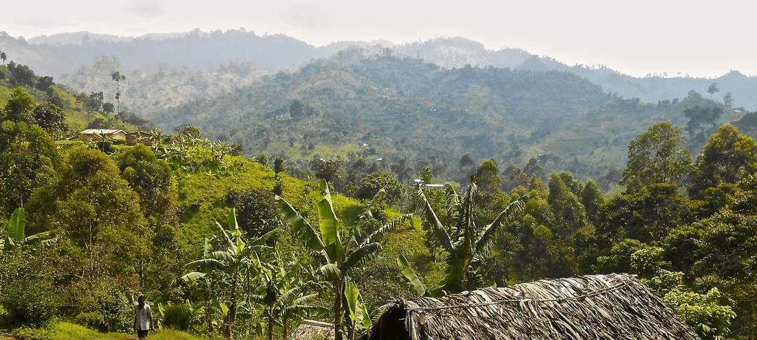 Image of coffee country landscape