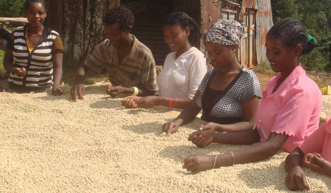 Coffee farmers sorting beans