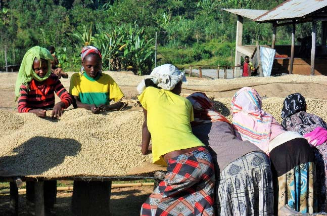 Image of coffee farmers in Ethiopia  from SCFCU