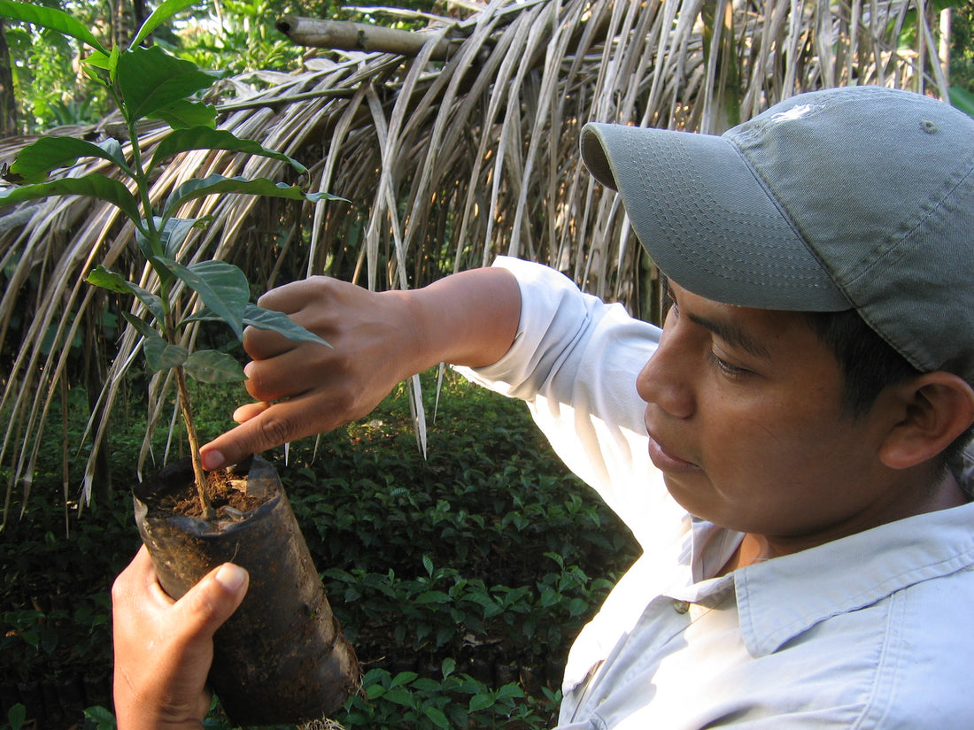 Image of coffee farmer from Guatemala  APECAFORM