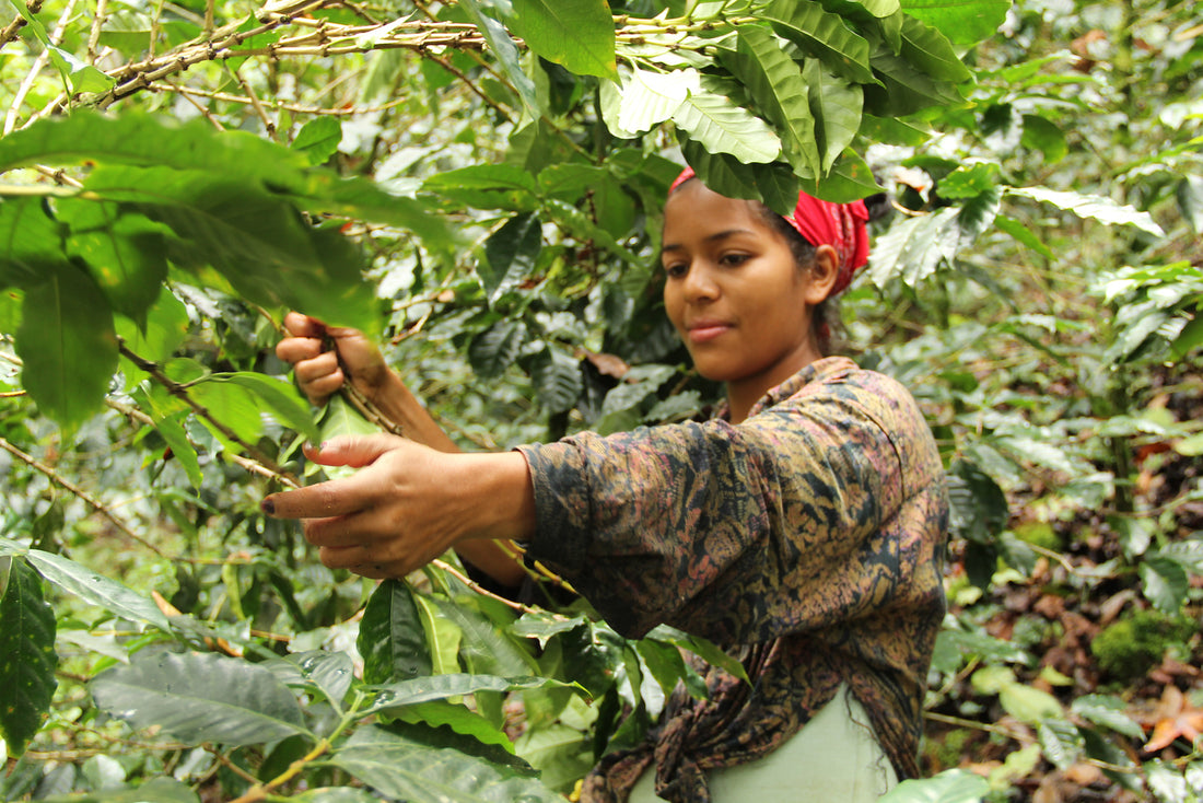 Image of coffee farmer from PROCOCER in Nicaragua  