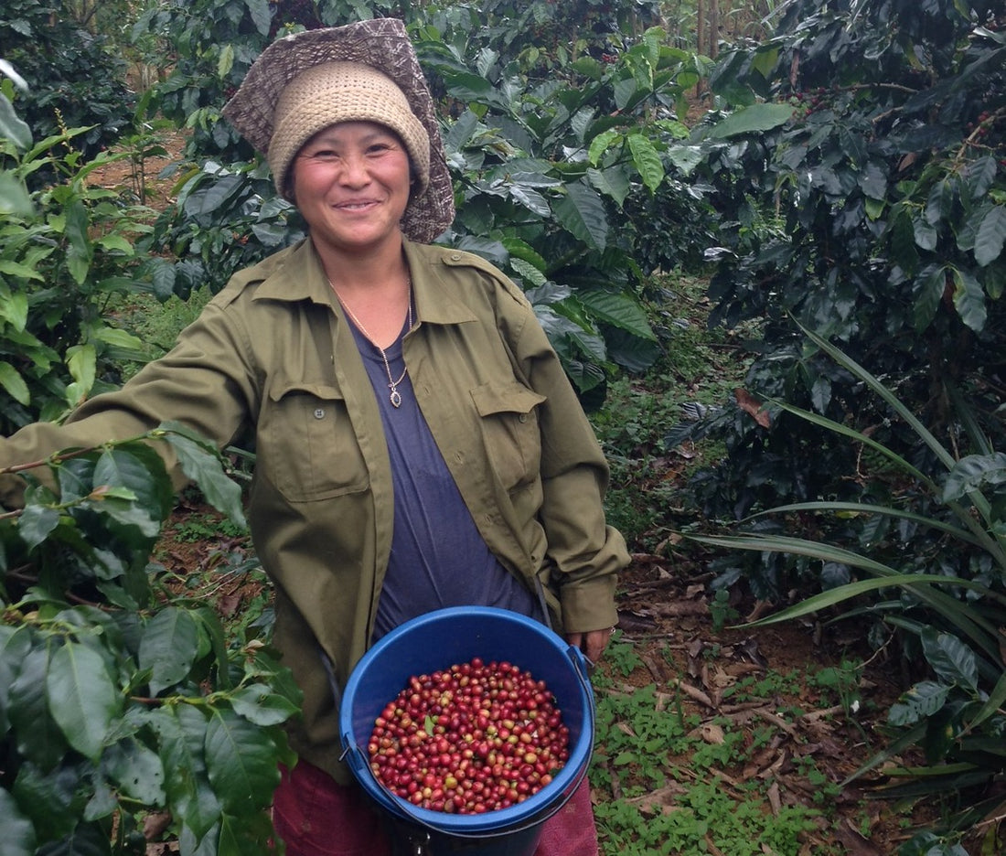 Image of coffee farmer at Plateau des Bolavens in Laos 