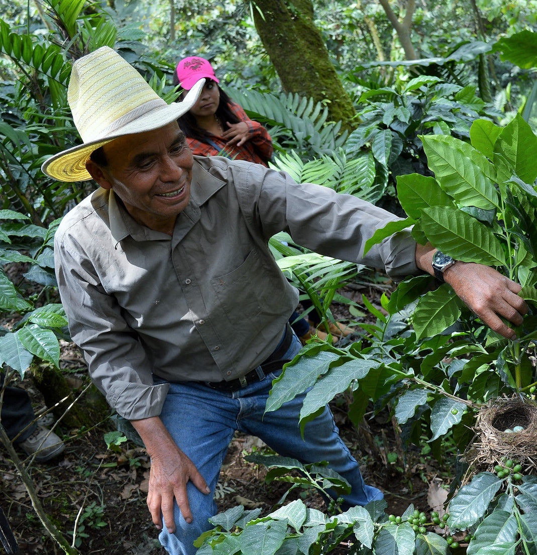 Image of coffee farmer from Guatemala Coop Manos Campesinas