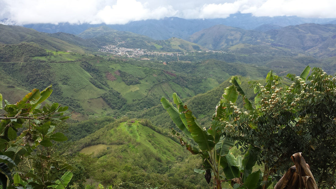 Coffee farm landscape of Ecuador